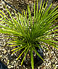 Palm seeds and seedlings, palm-tree